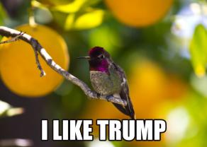 bird meme trump // 1000x714 // 97.3KB